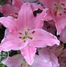 Lily Oriental 'Lexus'