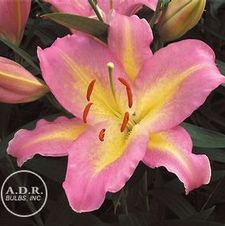 Lily Oriental 'Pink Mystery'