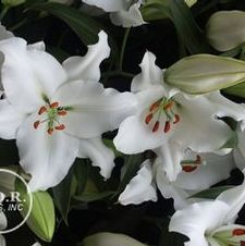 Lily Oriental 'Rialto'