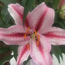 Lily Oriental 'Tiger Edition'