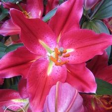 Lily Oriental 'Pico'