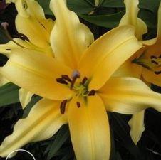 Lily OT Hybrid 'Avocado'