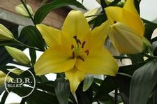 Lily OT Hybrid 'Belladonna'