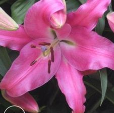 Lily OT Hybrid 'Donato'