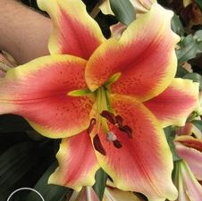 Lily OT Hybrid 'Holland Beauty'