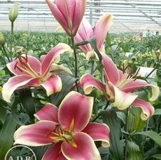Lily OT Hybrid 'Invasion'