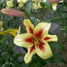 Lily OT Hybrid 'Lavon'