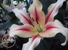Lily OT Hybrid 'Nymph'