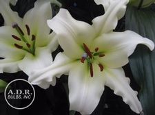 Lily OT Hybrid 'Rexona'