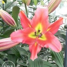 Lily OT Hybrid 'Satisfaction'