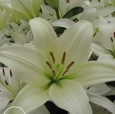 Lily Asi-Florum 'Arcachon'