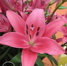 Lily LA Hybrid 'Batistero'