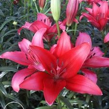 Lily LA Hybrid 'Fangio'