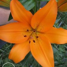 Lily Asi-Florum 'Hyde Park'