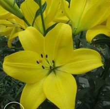 Lily LA Hybrid 'Golden Tycoon'