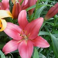 Lily LA Hybrid 'Indian Summerset'