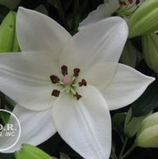 Lily Asi-Florum 'Litouwen'