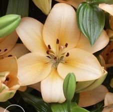 Lily Asi-Florum 'Menorca'