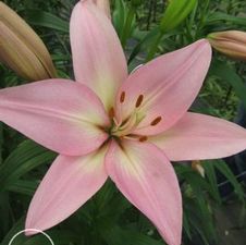 Lily Asi-Florum 'Moselle'