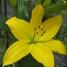 Lily Asi-Florum 'Nashville'