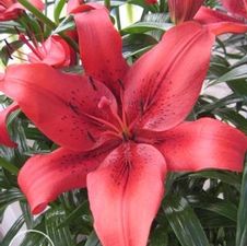 Lily Asi-Florum 'Original Love'