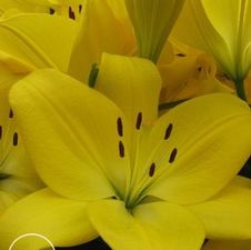 Lily LA Hybrid 'Pavia'