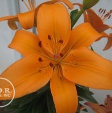 Lily Asi-Florum 'Princess Amalia'