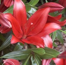Lily LA Hybrid 'Red Alert'