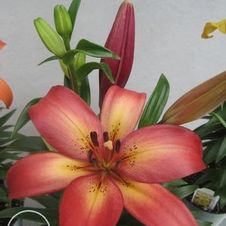 Lily LA Hybrid 'Royal Present'