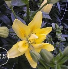 Lily Double Asiatic 'Fata Morgana'