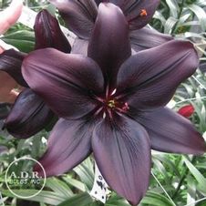 Lily Asiatic 'Landini'