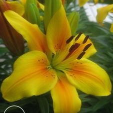 Lily Asiatic 'Golden Joy'