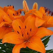 Lily Asiatic 'Victory Joy'