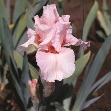 Bearded Iris germanica Beverly Sills