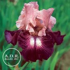 Image of Iris germanica 'Cupid's Arrow' 