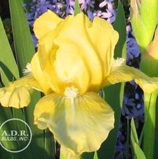 Image of Iris germanica 'Baby Blessed' 