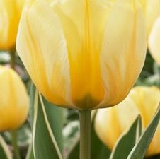 Tulip darwin hybrid 'Jaap Groot'