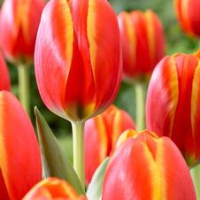 Tulip darwin hybrid 'World's Favorite'