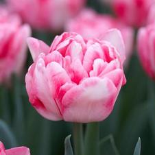 Tulip double early 'Foxtrot'