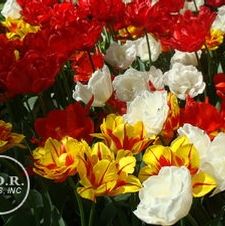 Tulip double early 'Dancing Queen Mixture'