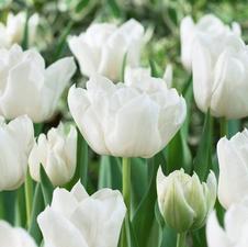 Tulip double early 'Mondial'