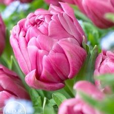 Tulip double late 'Double You'