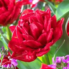 Tulip double late 'Elisabeth'