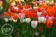 Image of Tulipa fosteriana 'Primavera Mixture' 