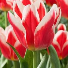 Tulip fosteriana 'Pirand'