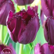 Tulip fringed 'Curley Sue'