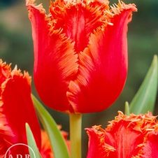 Tulip fringed 'Fringed Rhapsody'