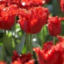 Tulip fringed 'Valerie Gergiev'