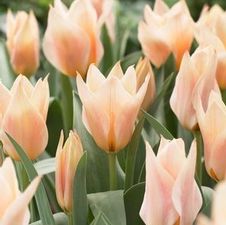 Tulip greigii 'Fur Elise'