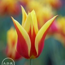 Tulip lily flowering 'Synaeda King'